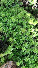 Sphagnum squarrosum