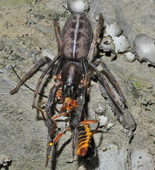Segestria senoculata