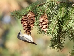 Pygmy Nuthatch photo 5