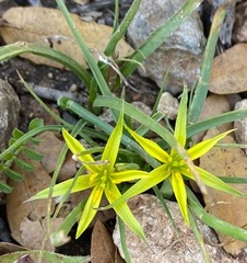 Gagea commutata