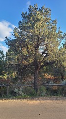 Pinus edulis
