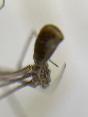 Pholcus opilionoides