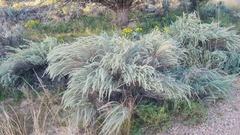 Artemisia filifolia