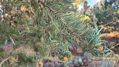 Pinus edulis