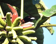 Ramphocelus flammigerus flammigerus