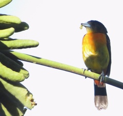 Ramphocelus flammigerus flammigerus