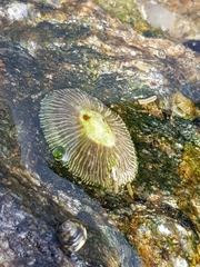 Siphonaria pectinata