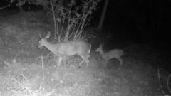 Odocoileus virginianus couesi