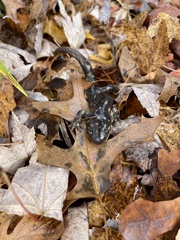 Ambystoma tigrinum