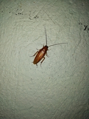 Ectobiidae