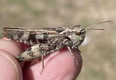 Encoptolophus costalis