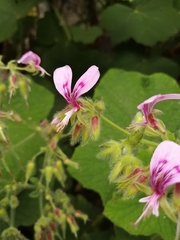 Pelargonium papilionaceum