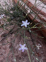 Stephanomeria pauciflora