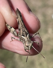 Encoptolophus costalis