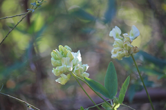 Lathyrus cabrerianus