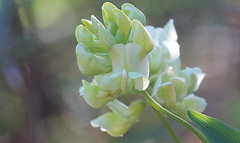Lathyrus cabrerianus