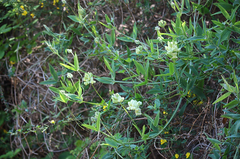Lathyrus cabrerianus
