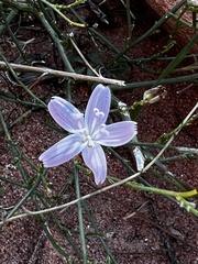 Stephanomeria pauciflora