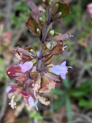 Clinopodium carolinianum