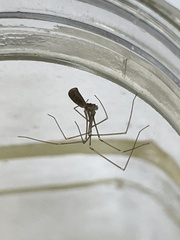 Pholcus opilionoides