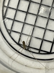 Pholcus opilionoides