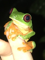 Agalychnis callidryas