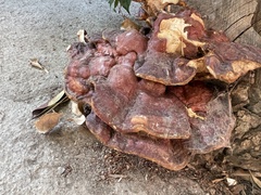 Ganoderma polychromum