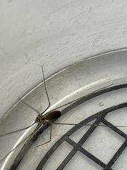 Pholcus opilionoides