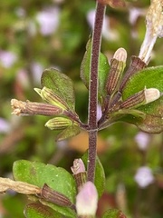 Clinopodium carolinianum