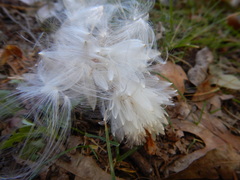 Asclepiadeae