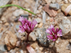 Allium cratericola