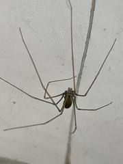 Pholcus opilionoides
