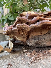Ganoderma polychromum