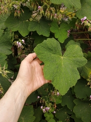Pelargonium papilionaceum