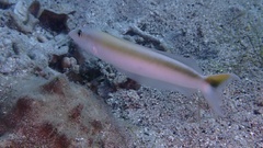 Malacanthus plumieri