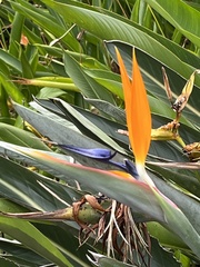 Strelitzia