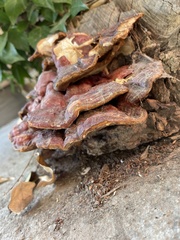 Ganoderma polychromum