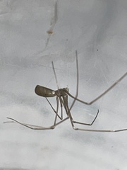 Pholcus opilionoides