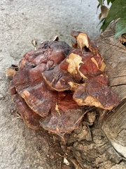 Ganoderma polychromum