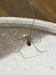 Pholcus opilionoides