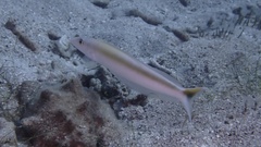 Malacanthus plumieri