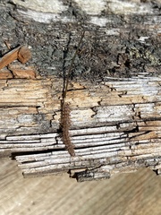 Polydesmus complanatus