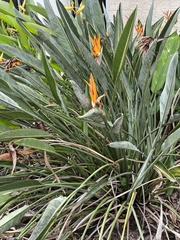 Strelitzia