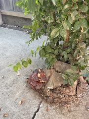 Ganoderma polychromum