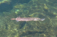 Aulostomus maculatus