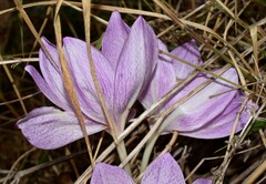Colchicum bivonae
