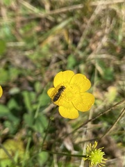 Melanostoma mellinum