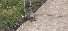 Sciurus carolinensis