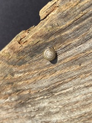 Oxychilus draparnaudi