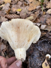 Russula delica
